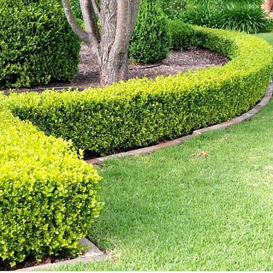 A long curved boxwood hedge clipped to a clean line around a mulched bed