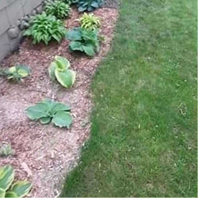 Hostas and shade plantings in a mulched bed under tree cover.