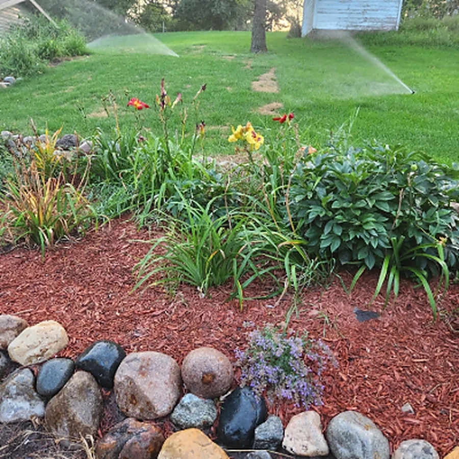 A mulched perennial bed edged with river rock, sprinkler running behind it