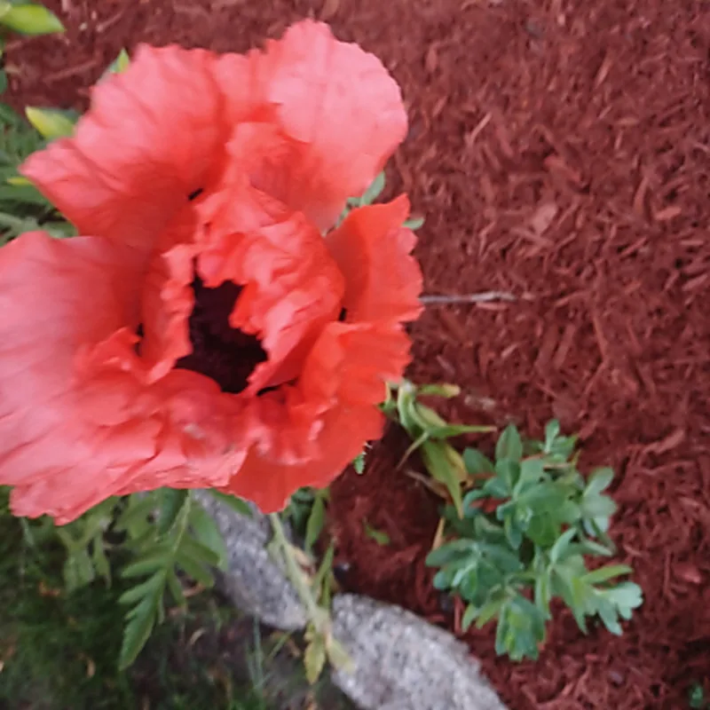 Close-up of a planting in fresh mulch — depth kept off the stems.