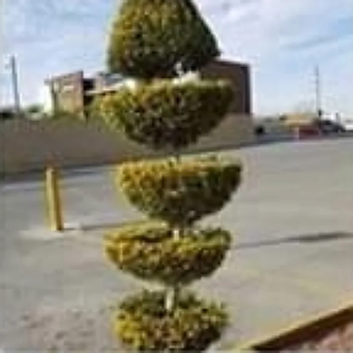 A spiral ornamental at a street frontage.