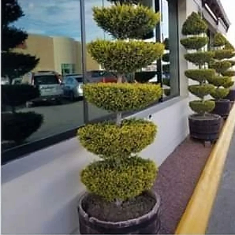 A spiral-trimmed ornamental topiary shrub beside a window