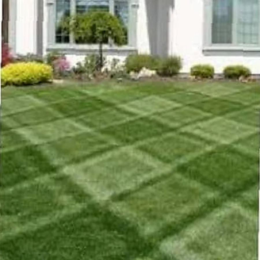 A cross-striped front lawn in front of a white house with clipped foundation shrubs