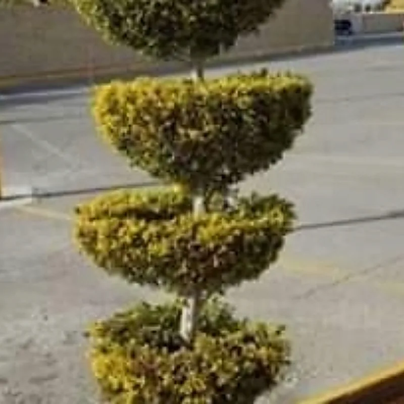 A tiered ornamental trimmed to hold its levels through the season.