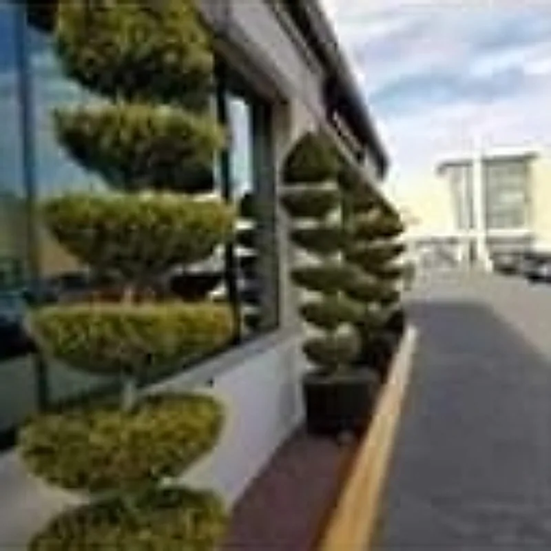 A row of shaped shrubs along a storefront — the formal work we do on commercial property.