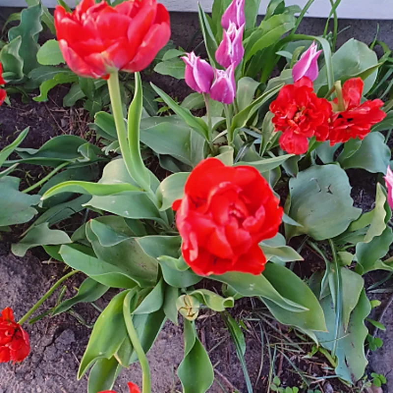 Tulips coming up in a bed mulched the previous fall.